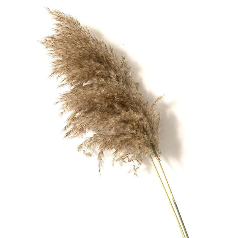 Dried Pampas Grass Décor Fluffy Tall Natural Bouquet