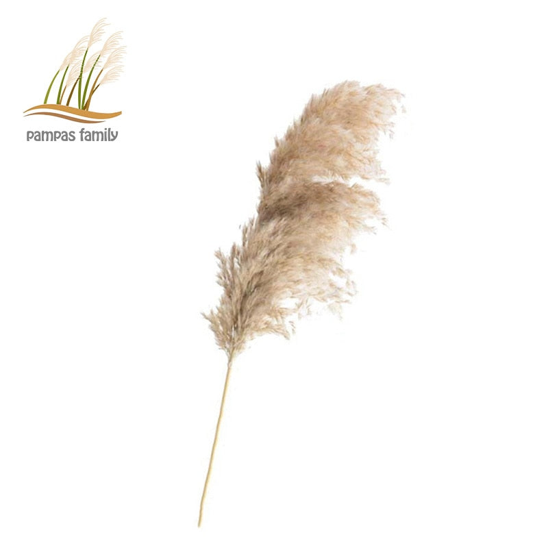 Dried Pampas Grass Décor Fluffy Tall Natural Bouquet