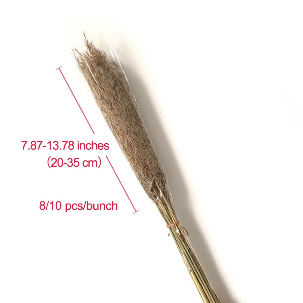 Getrocknetes Pampasgras, Dekor, flauschiger, hoher, natürlicher Blumenstrauß