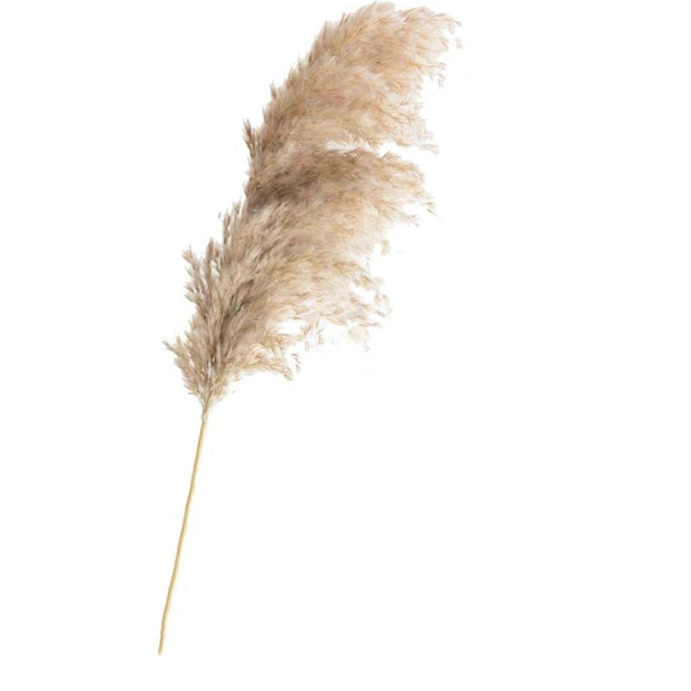 Dried Pampas Grass Décor Fluffy Tall Natural Bouquet