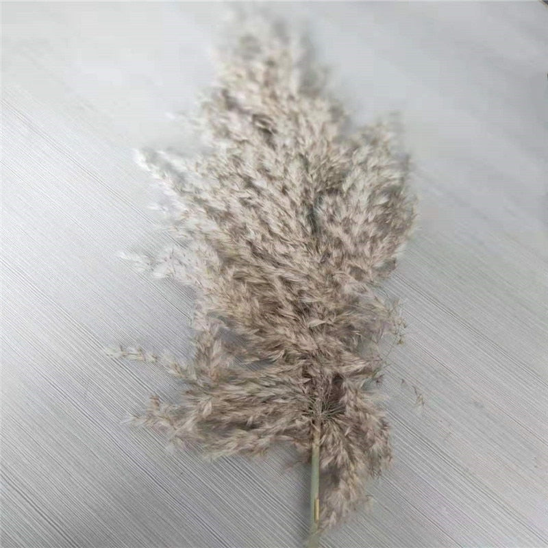 Dried Pampas Grass Décor Fluffy Tall Natural Bouquet