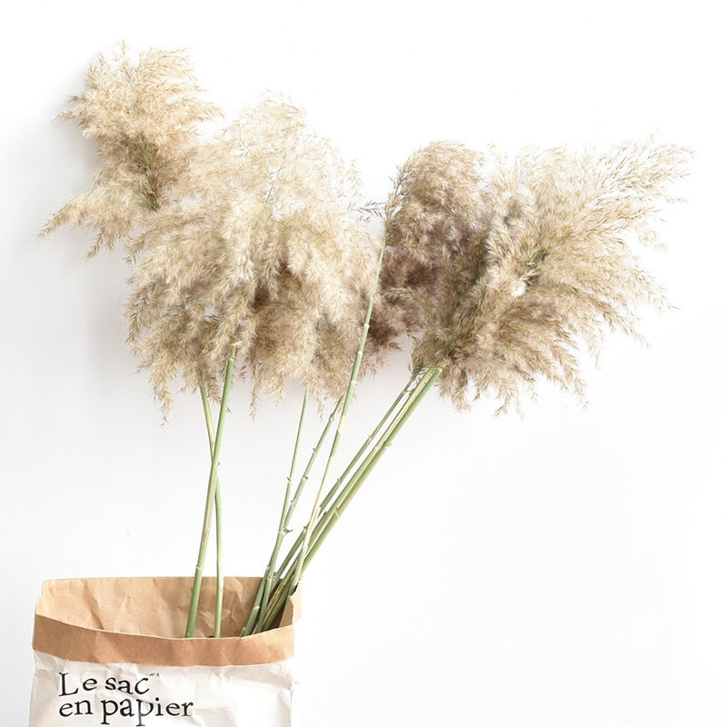 Dried Pampas Grass Décor Fluffy Tall Natural Bouquet